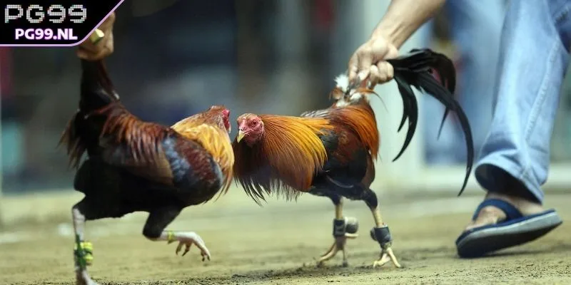Những loại hình đặt tiền phổ biến có tại nhà cái